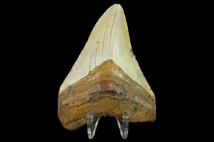 Fossil Megalodon Tooth - North Carolina #131565